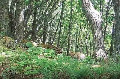我省保护区首次拍摄到4只华北豹同框